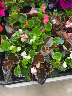 Lot 4245 - 2 trays of Begonia Semperflorens