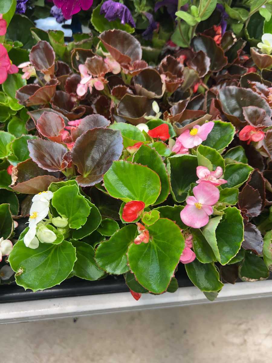 Lot 4246 - 2 trays of Begonia Semperflorens
