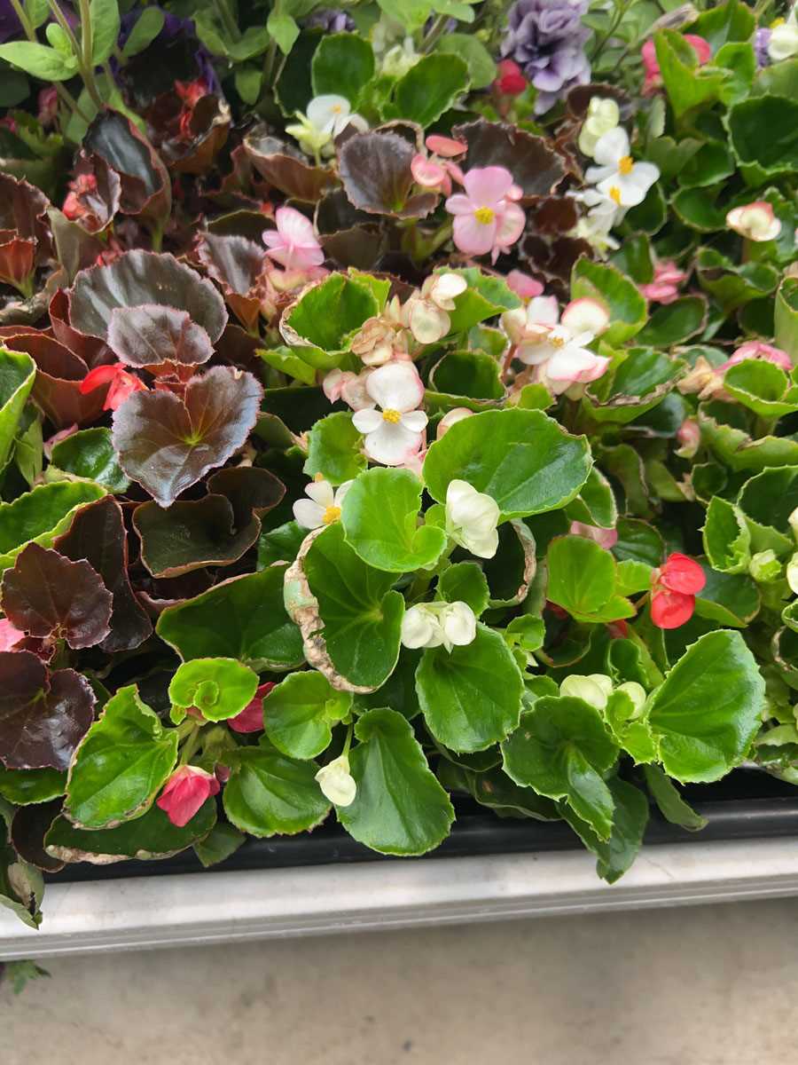 Lot 4247 - 2 trays of Begonia Semperflorens