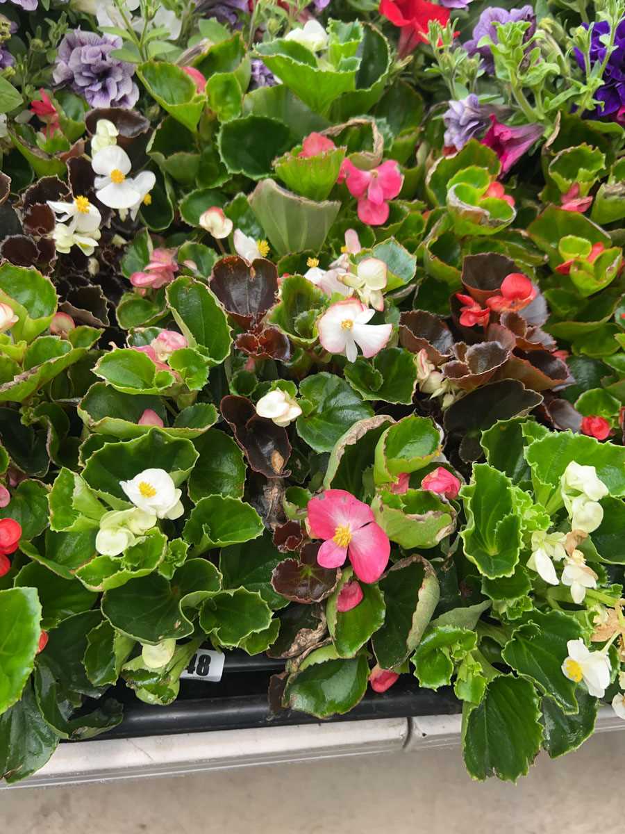 Lot 4248 - 2 trays of Begonia Semperflorens