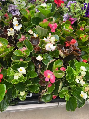 Lot 4248 - 2 trays of Begonia Semperflorens