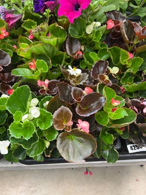 Lot 4249 - 2 trays of Begonia Semperflorens