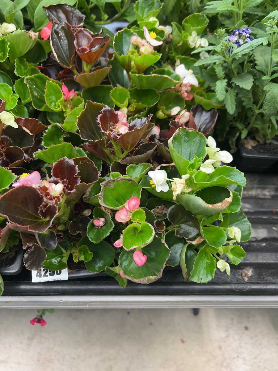 Lot 4250 - 2 trays of Begonia Semperflorens