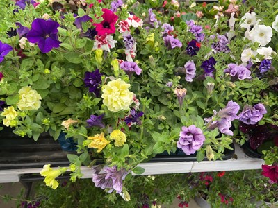 Lot 4253 - Tray of trailing Petunia