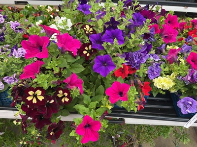Lot 4254 - Tray of trailing Petunia