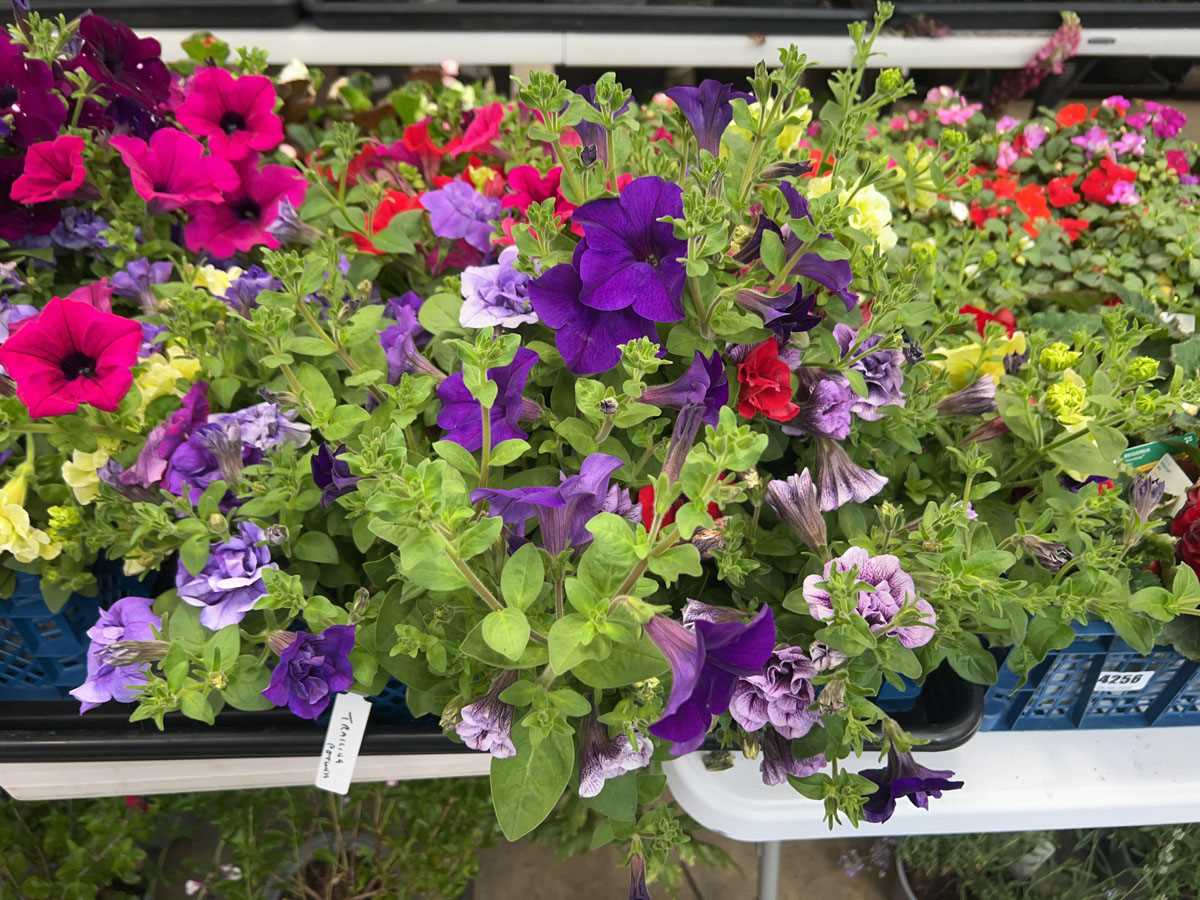 Lot 4255 - Tray of trailing Petunia