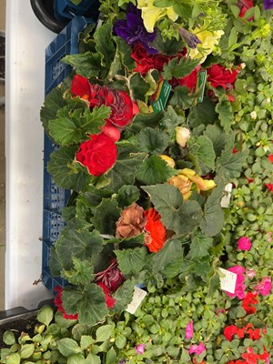 Lot 4256 - Tray of Begonia mixed