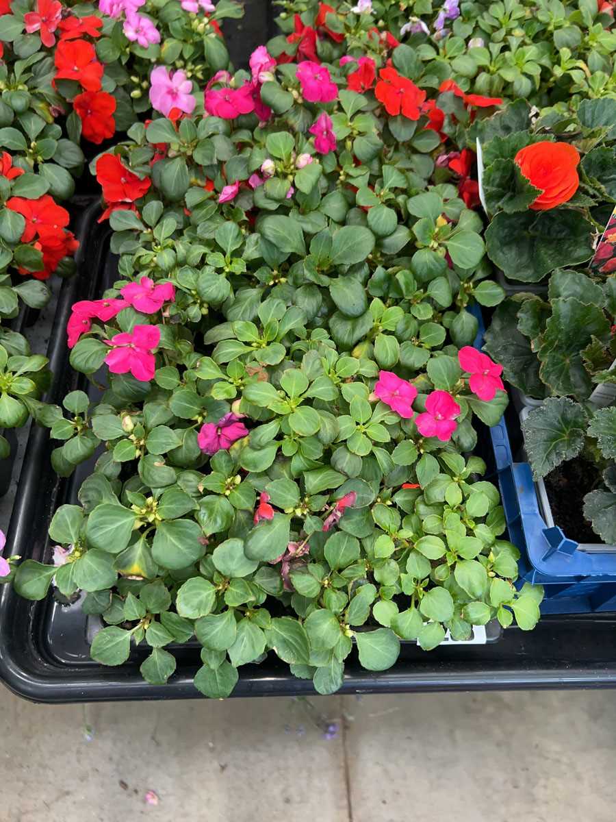 Lot 4258 - 2 trays of Busy Lizzies