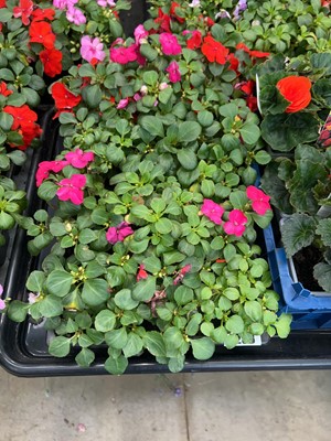 Lot 4258 - 2 trays of Busy Lizzies