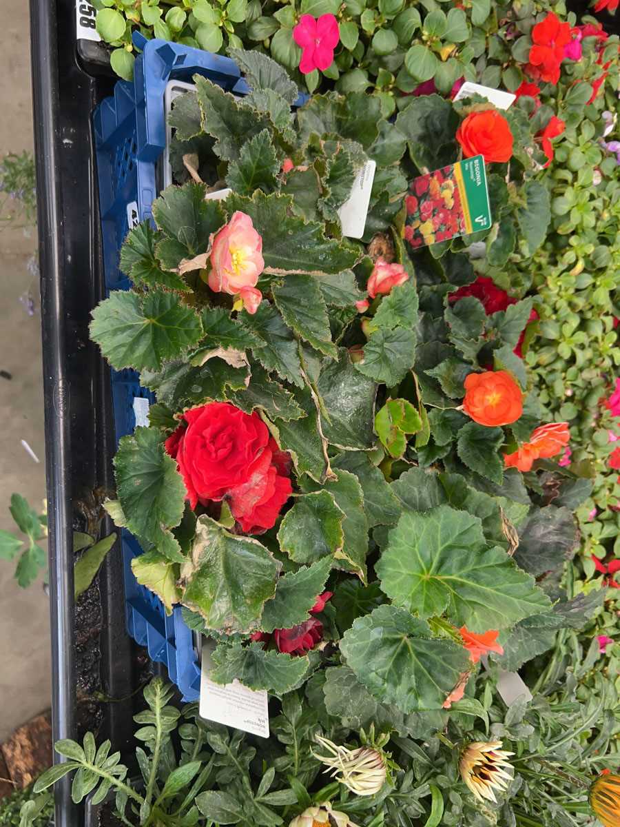 Lot 4259 - Tray of Begonia, mixed