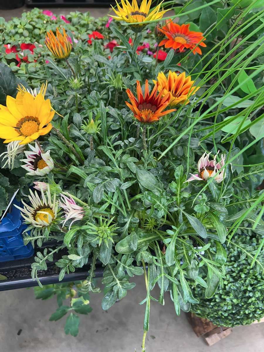 Lot 4260 - 2 trays of Gazania