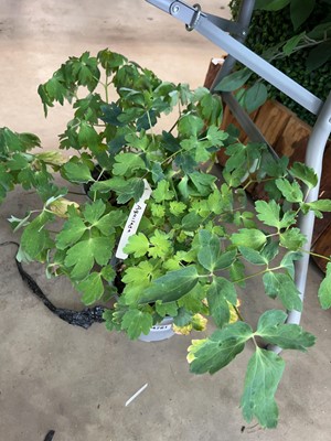 Lot 4261 - 2 potted Aquilegia