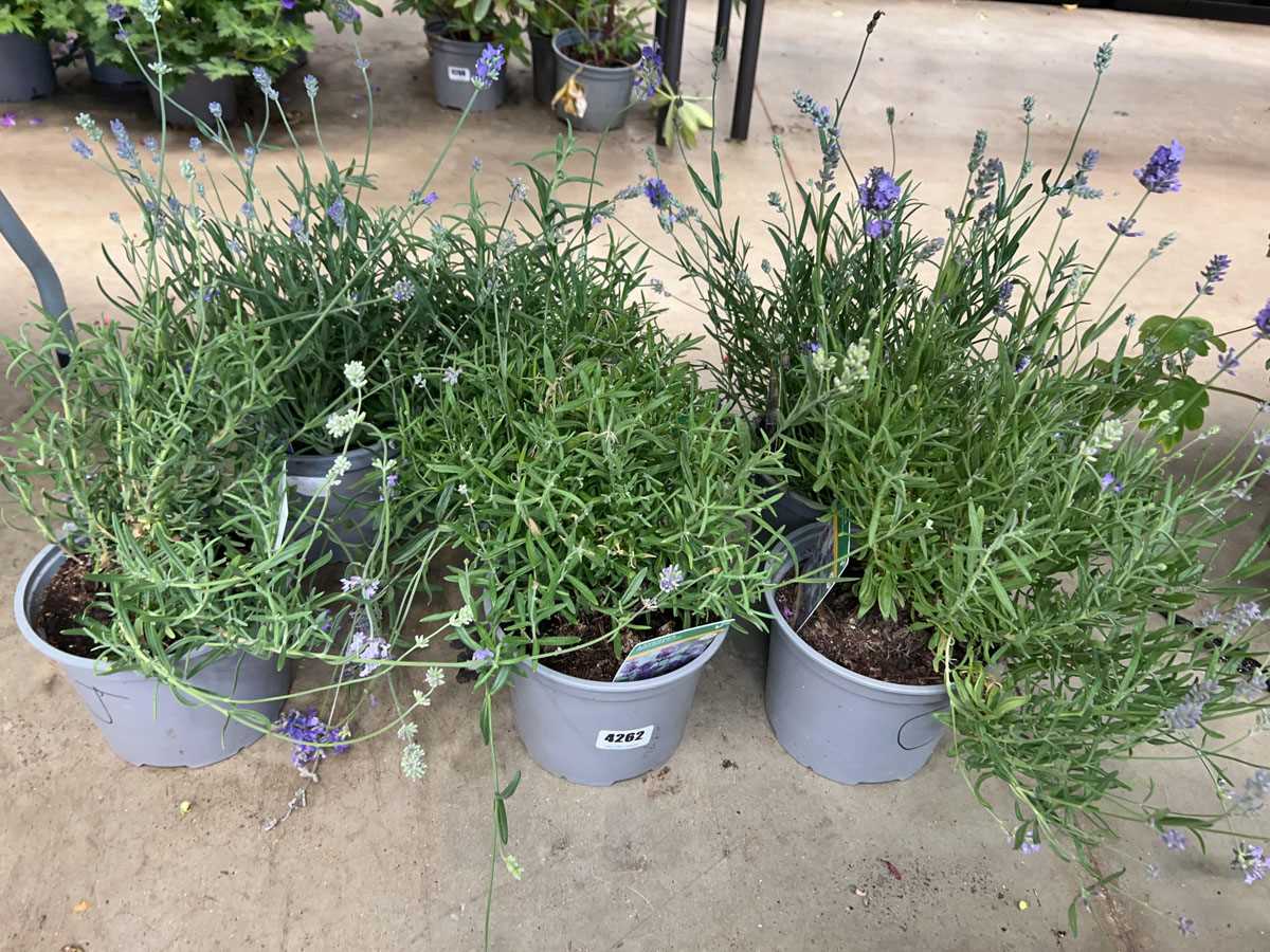 Lot 4262 - 6 potted Lavender