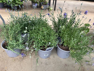 Lot 4262 - 6 potted Lavender