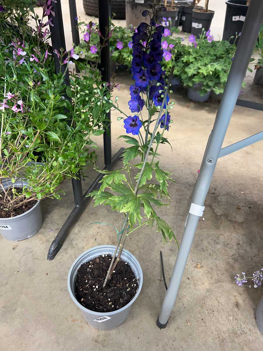 Lot 4263 - Potted Delphium
