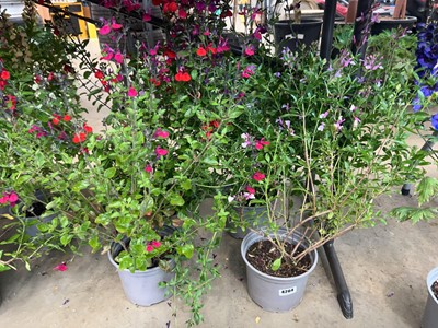Lot 4264 - 4 potted Saliva