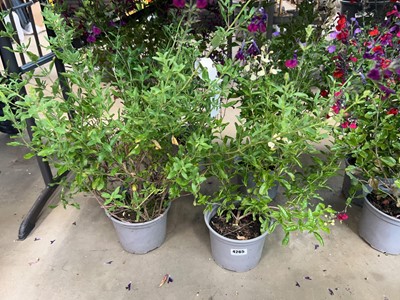 Lot 4265 - 4 potted Saliva