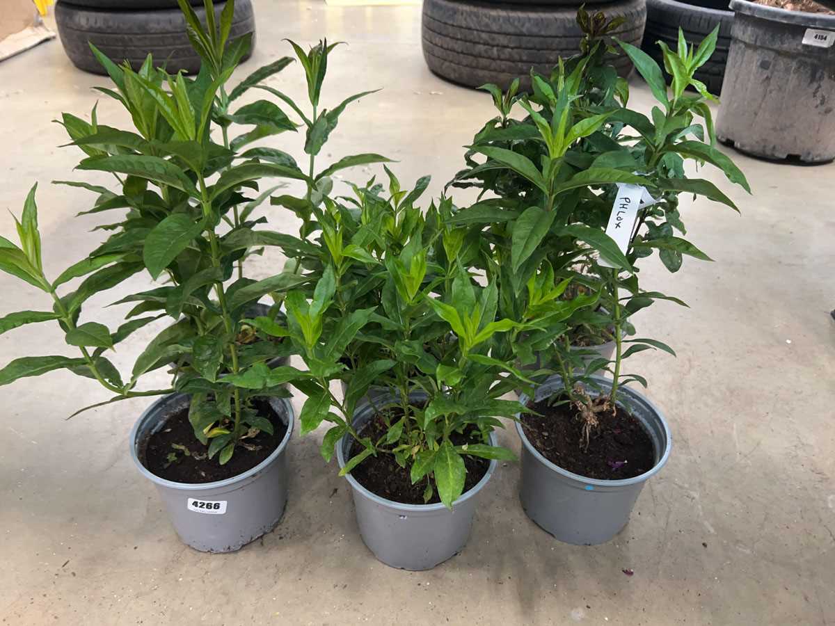 Lot 4266 - 6 potted Phlox