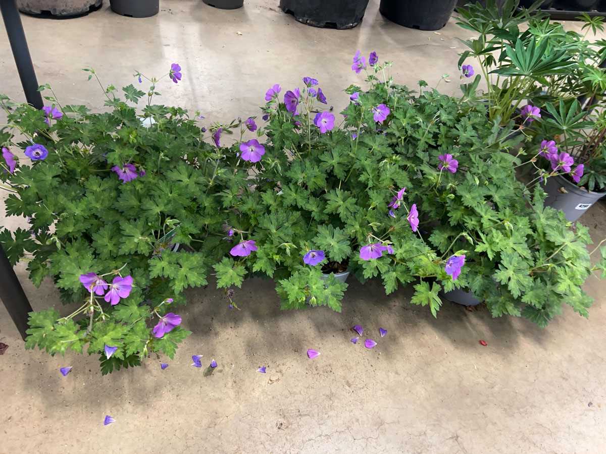 Lot 4267 - 6 potted hardy geranium