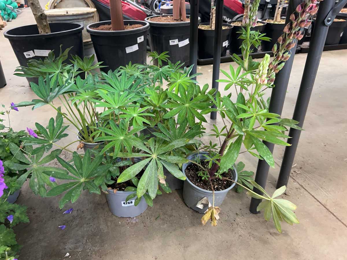 Lot 4268 - 5 potted Lupins