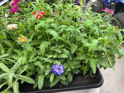 Lot 4252 - Three trays of Verbena