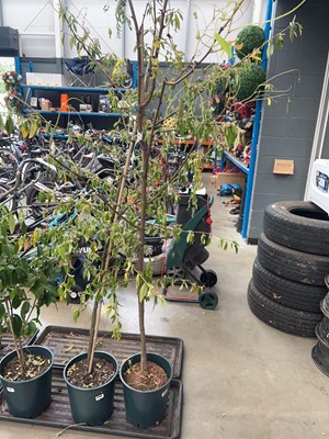 Lot 4145 - Robinia Pseudo Frisia