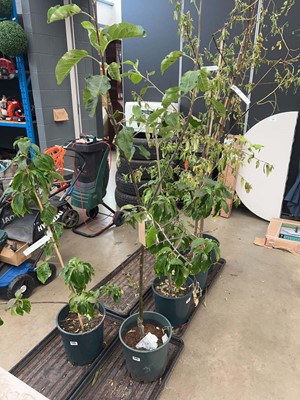 Lot 4144 - Liquidambar Sty Palo Alto