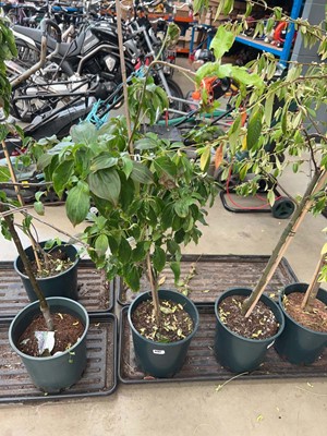 Lot 4147 - Cornus Kou Teutonia