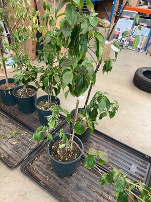 Lot 4143 - Cornus Kou Teutonia