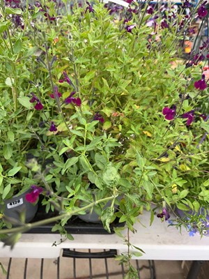 Lot 4128 - Two Salvia plants