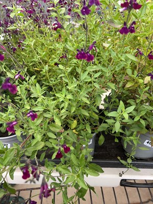 Lot 4129 - Two Salvia plants