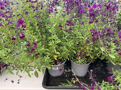 Lot 4130 - Two Salvia plants