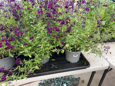 Lot 4131 - Two Salvia plants