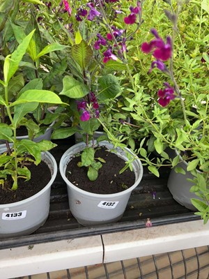 Lot 4132 - Two potted Phlox