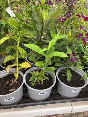 Lot 4133 - Two potted Phlox