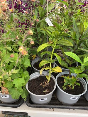 Lot 4134 - Two potted Phlox