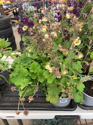 Lot 4135 - Three potted Geum Banana Daiquiri