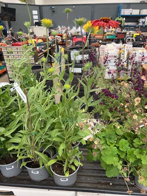 Lot 4136 - Two potted Gaillardia