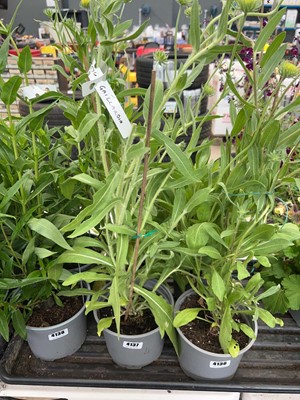 Lot 4137 - Two potted Gaillardia