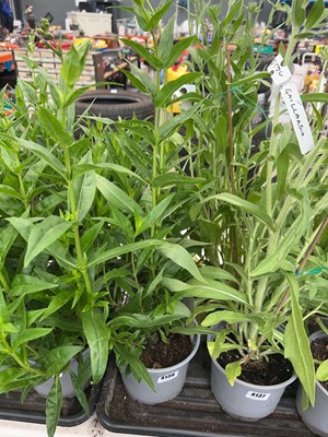 Lot 4138 - Two potted Penstamon