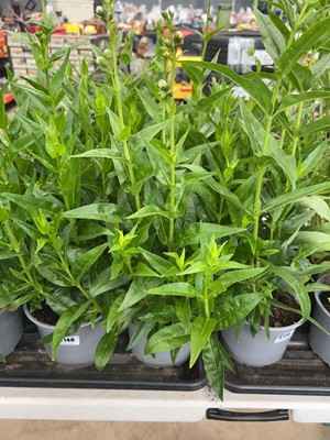 Lot 4139 - Two potted Penstemon Amelia Jane