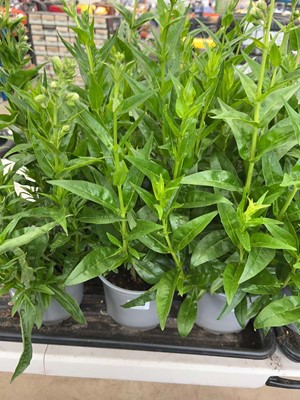 Lot 4140 - Two potted Penstemon Amelia Jane