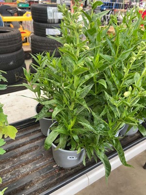 Lot 4141 - Two potted Penstemon Amelia Jane