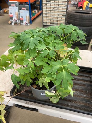 Lot 4142 - Two trays of Dahlia