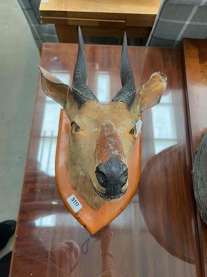 Lot 5117 - Bushbuck antelope deer taxidermy head mounted...