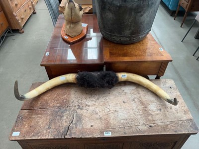 Lot 5120 - Pair of taxidermy horns
