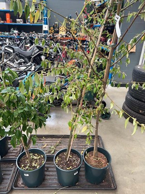 Lot 4146 - Cotoneaster Sal Exburiensis
