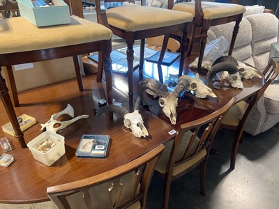 Lot 1094 - Collection of animal skulls, bones and fossils