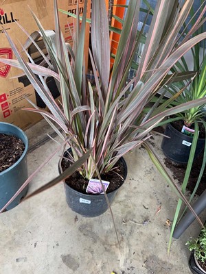 Lot 2436 - Large potted Phormium Rainbow Maiden