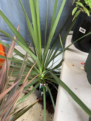 Lot 2437 - Large potted Australis Cordyline in pot